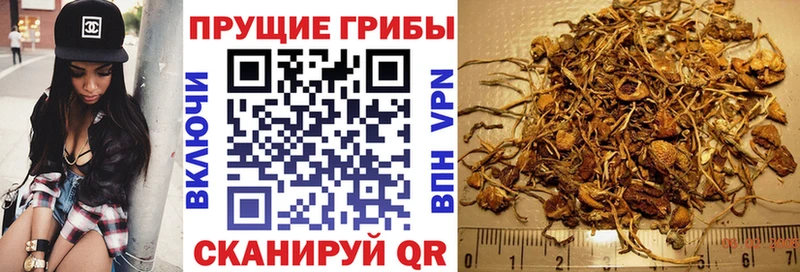 Псилоцибиновые грибы Cubensis даркнет сайт Волосово